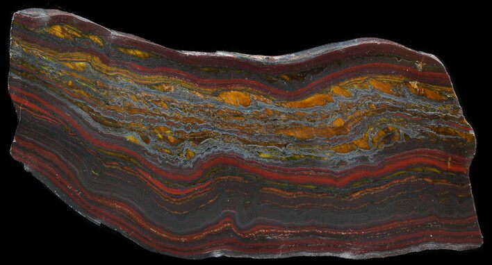 Polished Tiger Iron Stromatolite - ( Billion Years) #42567
